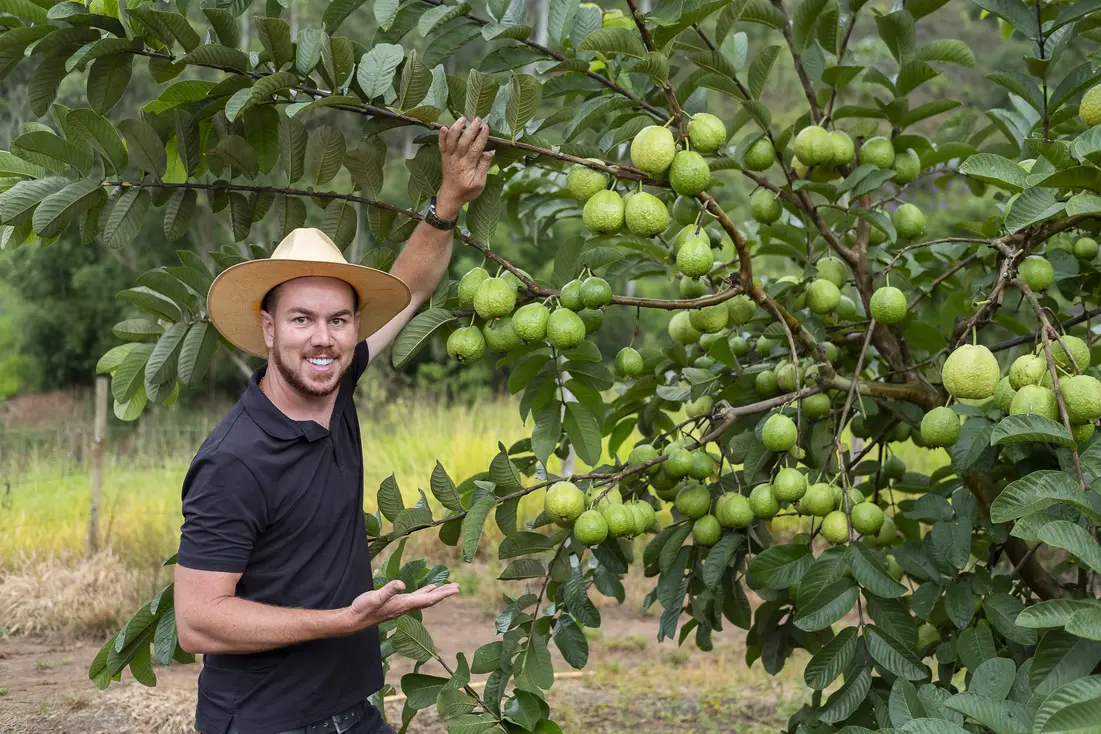 Thiago José ao lado de um pé de goiaba carregado de frutos